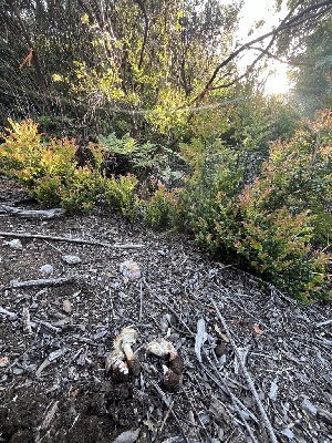  ( - FDS-CA-00203)  @11 [ ] by-nc (2024) Dean Lyons Fungal Diversity Survey