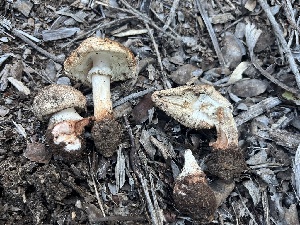  (Amanita cruentilemurum - FDS-CA-00203)  @11 [ ] by-nc (2024) Dean Lyons Fungal Diversity Survey