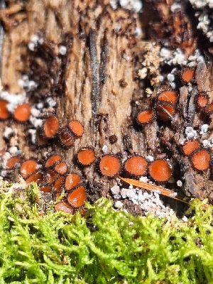  (Scutellinia sp. PA01 - FDS-CA-02517)  @11 [ ] by-nc (2024) Sadie Hickey Fungal Diversity Survey