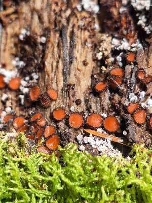  ( - FDS-CA-02517)  @11 [ ] by-nc (2024) Sadie Hickey Fungal Diversity Survey