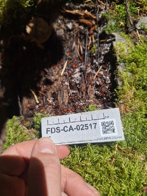  ( - FDS-CA-02517)  @11 [ ] by-nc (2024) Sadie Hickey Fungal Diversity Survey
