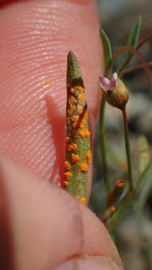  (Melampsora sp. CA03 - FDS-CA-02516)  @11 [ ] by-nc (2024) Sadie Hickey Fungal Diversity Survey