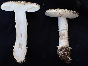  ( - FDS-CA-02369)  @11 [ ] by-nc (2024) Jaren Hockert Fungal Diversity Survey