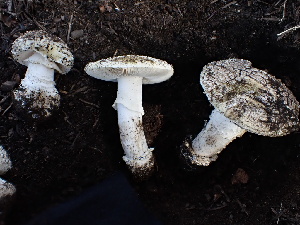  ( - FDS-CA-02369)  @11 [ ] by-nc (2024) Jaren Hockert Fungal Diversity Survey
