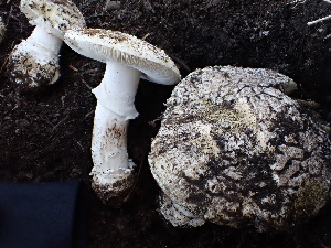  ( - FDS-CA-02369)  @11 [ ] by-nc (2024) Jaren Hockert Fungal Diversity Survey