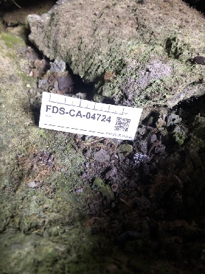  ( - FDS-CA-04724)  @11 [ ] by (2024) Justin Paulin Fungal Diversity Survey