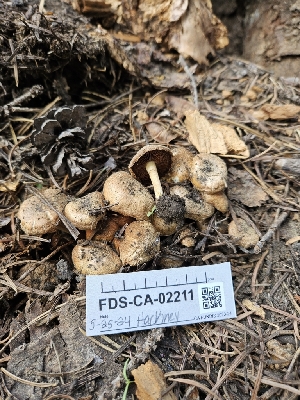  ( - FDS-CA-02211)  @11 [ ] by (2024) Mandy Hackney Fungal Diversity Survey