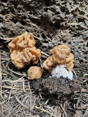  ( - FDS-CA-02231)  @11 [ ] by (2024) Mandy Hackney Fungal Diversity Survey