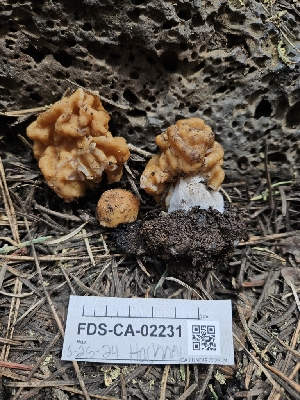 ( - FDS-CA-02231)  @11 [ ] by (2024) Mandy Hackney Fungal Diversity Survey