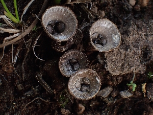  ( - FDS-CA-05188)  @11 [ ] by (2024) Mandy Hackney Fungal Diversity Survey