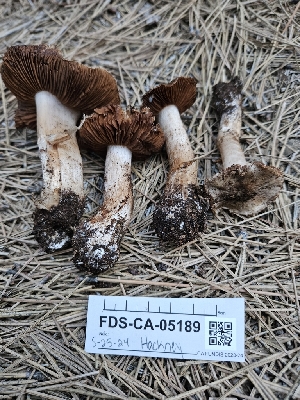  ( - FDS-CA-05189)  @11 [ ] by (2024) Mandy Hackney Fungal Diversity Survey