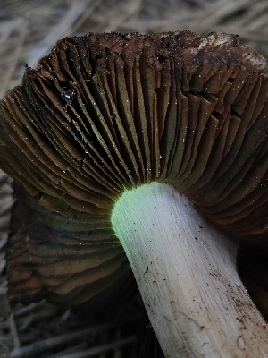  ( - FDS-CA-05189)  @11 [ ] by (2024) Mandy Hackney Fungal Diversity Survey