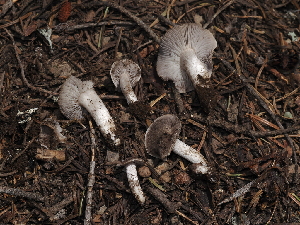  ( - FDS-CA-04712)  @11 [ ] by (2024) Justin Paulin Fungal Diversity Survey