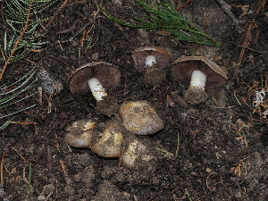 ( - FDS-CA-04713)  @11 [ ] by (2024) Justin Paulin Fungal Diversity Survey