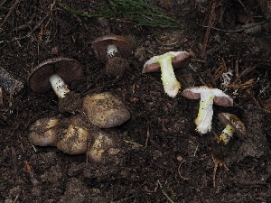  (Agaricus sp. CA04 x CA09 - FDS-CA-04713)  @11 [ ] by (2024) Justin Paulin Fungal Diversity Survey