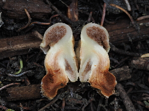  ( - FDS-CA-04714)  @11 [ ] by (2024) Justin Paulin Fungal Diversity Survey