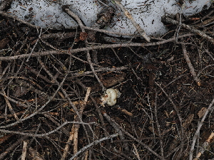  ( - FDS-CA-04714)  @11 [ ] by (2024) Justin Paulin Fungal Diversity Survey