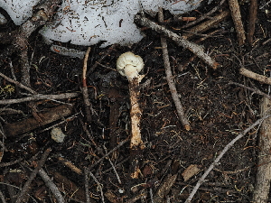  ( - FDS-CA-04714)  @11 [ ] by (2024) Justin Paulin Fungal Diversity Survey