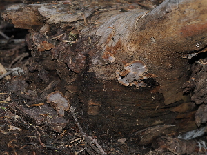  ( - FDS-CA-04716)  @11 [ ] by (2024) Justin Paulin Fungal Diversity Survey