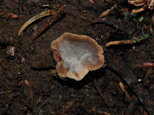  ( - FDS-CA-04716)  @11 [ ] by (2024) Justin Paulin Fungal Diversity Survey
