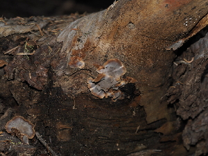  ( - FDS-CA-04716)  @11 [ ] by (2024) Justin Paulin Fungal Diversity Survey