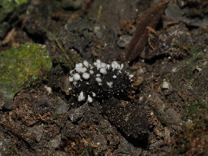  (Chrysosporium sp. CA01 - FDS-CA-04724)  @11 [ ] by (2024) Justin Paulin Fungal Diversity Survey