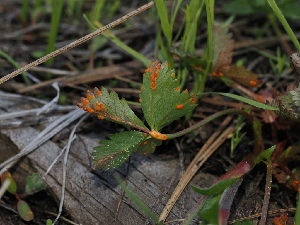  ( - FDS-CA-04733)  @11 [ ] by (2024) Justin Paulin Fungal Diversity Survey