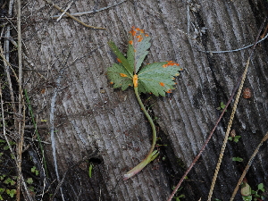  ( - FDS-CA-04733)  @11 [ ] by (2024) Justin Paulin Fungal Diversity Survey
