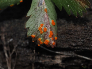  ( - FDS-CA-04733)  @11 [ ] by (2024) Justin Paulin Fungal Diversity Survey