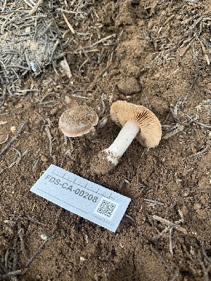  ( - FDS-CA-00208)  @11 [ ] by-nc (2024) Dean Lyons Fungal Diversity Survey