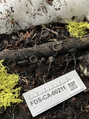  ( - FDS-CA-00211)  @11 [ ] by-nc (2024) Dean Lyons Fungal Diversity Survey