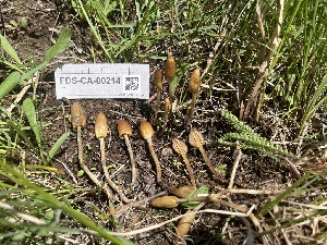  ( - FDS-CA-00214)  @11 [ ] by-nc (2024) Dean Lyons Fungal Diversity Survey