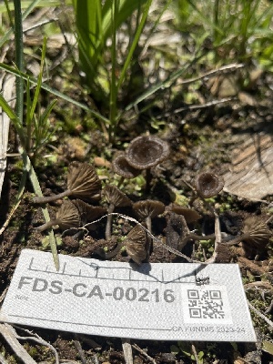  ( - FDS-CA-00216)  @11 [ ] by-nc (2024) Dean Lyons Fungal Diversity Survey