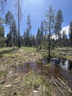  ( - FDS-CA-00216)  @11 [ ] by-nc (2024) Dean Lyons Fungal Diversity Survey
