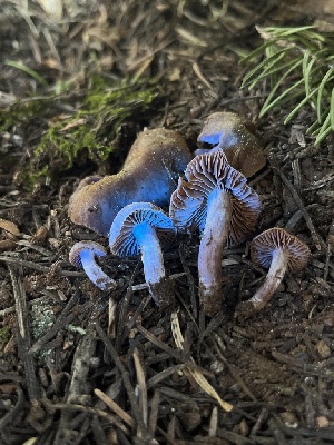  ( - FDS-CA-00217)  @11 [ ] by-nc (2024) Dean Lyons Fungal Diversity Survey