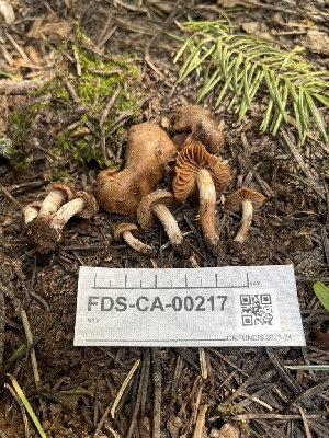  ( - FDS-CA-00217)  @11 [ ] by-nc (2024) Dean Lyons Fungal Diversity Survey