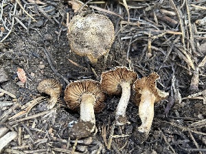 (Inocybe sp. PNW41 - FDS-CA-00219)  @11 [ ] by-nc (2024) Dean Lyons Fungal Diversity Survey