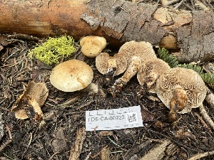  ( - FDS-CA-00222)  @11 [ ] by-nc (2024) Dean Lyons Fungal Diversity Survey