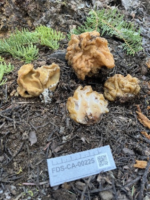  ( - FDS-CA-00225)  @11 [ ] by-nc (2024) Dean Lyons Fungal Diversity Survey