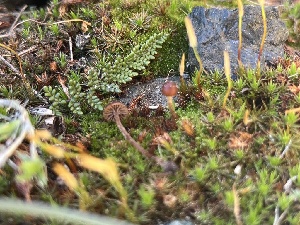  ( - FDS-CA-00231)  @11 [ ] by-nc (2024) Dean Lyons Fungal Diversity Survey