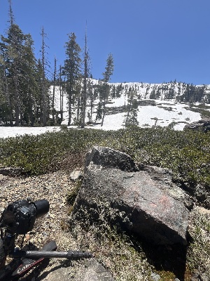  ( - FDS-CA-00231)  @11 [ ] by-nc (2024) Dean Lyons Fungal Diversity Survey