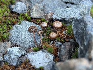  ( - FDS-CA-00230)  @11 [ ] by-nc (2024) Dean Lyons Fungal Diversity Survey