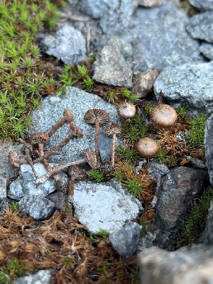  ( - FDS-CA-00230)  @11 [ ] by-nc (2024) Dean Lyons Fungal Diversity Survey