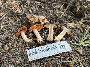  ( - FDS-CA-00233)  @11 [ ] by-nc (2024) Dean Lyons Fungal Diversity Survey