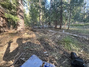  ( - FDS-CA-00233)  @11 [ ] by-nc (2024) Dean Lyons Fungal Diversity Survey