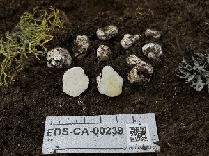  ( - FDS-CA-00239)  @11 [ ] by-nc (2024) Dean Lyons Fungal Diversity Survey