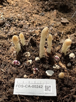  ( - FDS-CA-00242)  @11 [ ] by-nc (2024) Dean Lyons Fungal Diversity Survey