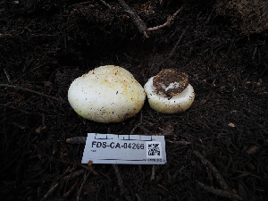  ( - FDS-CA-04266)  @11 [ ] by-nc (2024) Fresno Mycology Society Fungal Diversity Survey