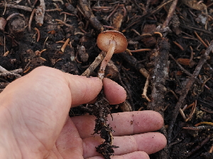  ( - FDS-CA-04268)  @11 [ ] by-nc (2024) Fresno Mycology Society Fungal Diversity Survey