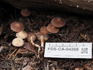  (Baeospora occidentalis - FDS-CA-04268)  @11 [ ] by-nc (2024) Fresno Mycology Society Fungal Diversity Survey